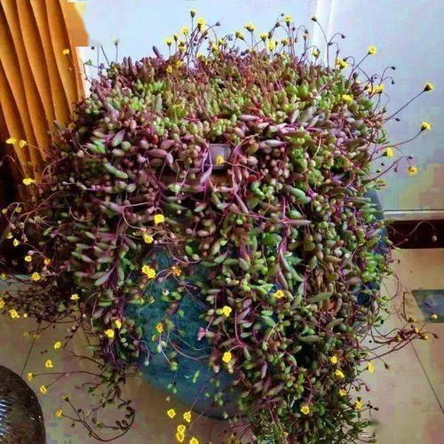 夏日花园秘籍：七月种植指南