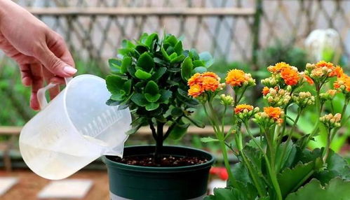 仙客来水浇多了怎么办？如何避免烂根
