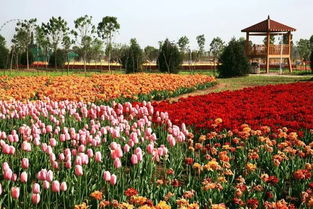 那些让人心动的花卉们