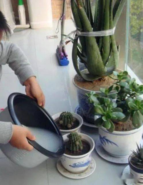 浓缩液体肥料怎么用？浇花时如何把握用量