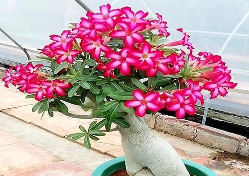 第一步：检查浇水