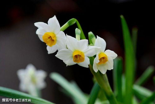 水仙花开春意盎然这背后蕴含的寓意与启示