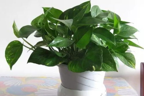 第一招：停止浇水， 巧妙脱盆