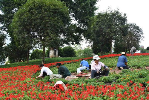 适合迷你花坛的植物