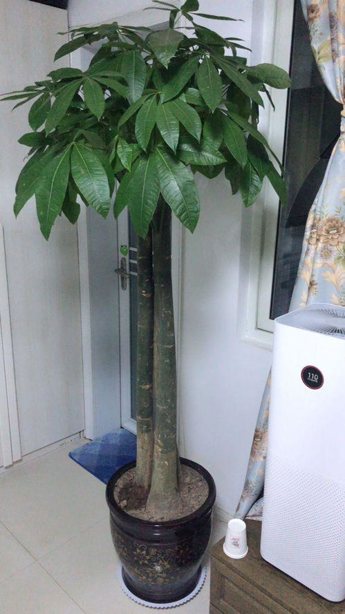 发财树盆栽选择是个动态过程