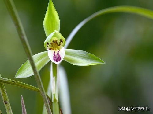 自古以来兰花之美如何传承至今
