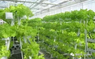 珠子草：野生药用植物
