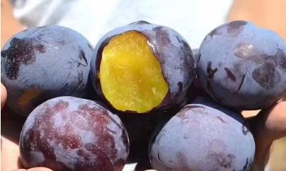 甲维盐防治康氏粉蚧：Zui佳时机是套袋前7天