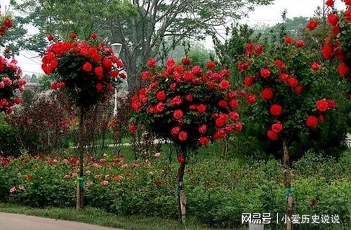 树月，月季的树状版本