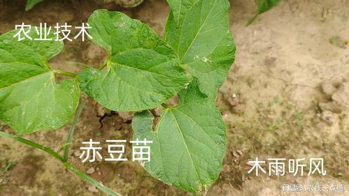 白地瓜最佳种植时间为春末夏初，需注意土壤、水分、病虫害防治等问题