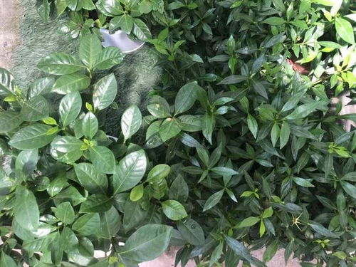 栀子花茶一斤多少钱？