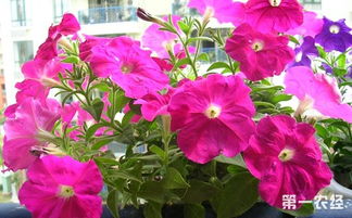 矮牵牛灰霉病困扰， 用药防治是关键