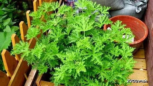 驱蚊香草可以放房间防蚊子吗？美观又实用的植物有哪些