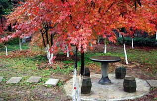 红枫树嫁接技巧揭秘：如何高效完成畜牧行业关键步骤？