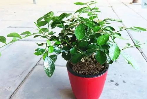 养花那些事儿，你真的懂吗？