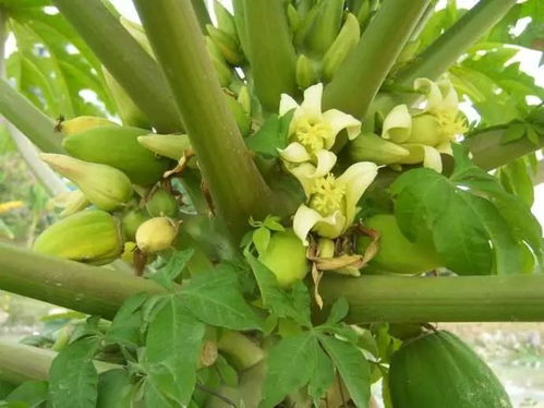 木瓜树果实的美味秘密