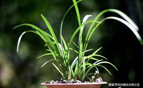 兰花长花苞了怎么施肥才能促进花苞生长