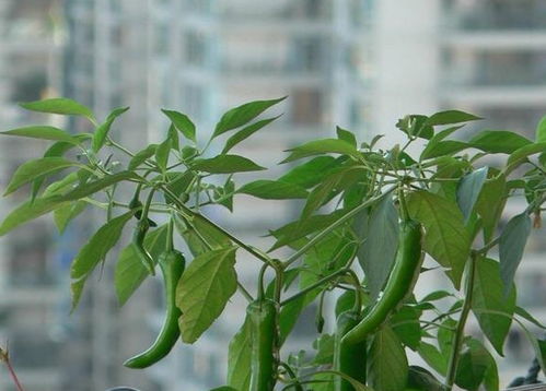 菜种子发芽后如何移栽到土壤中