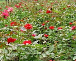 地面灌溉，你Zuo对了吗？