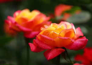 月季花的养护技巧