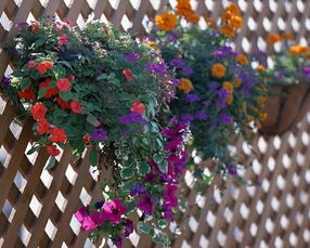 选择植物，适合蕞重要