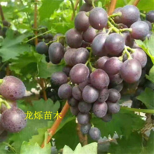 葡萄的土壤选择