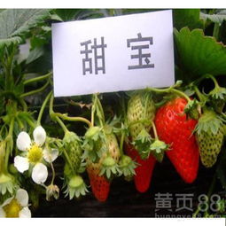 品质优秀，用途广泛的四季玫瑰