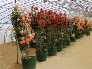 土壤选择与养护