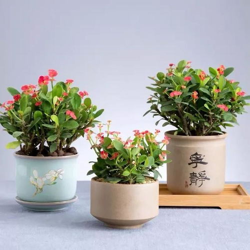 第一步：及时修剪，花儿再盛开