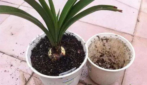 花卉烂根急救：及时修剪