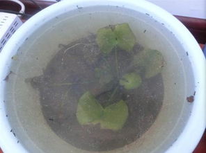 原因一：光照不足