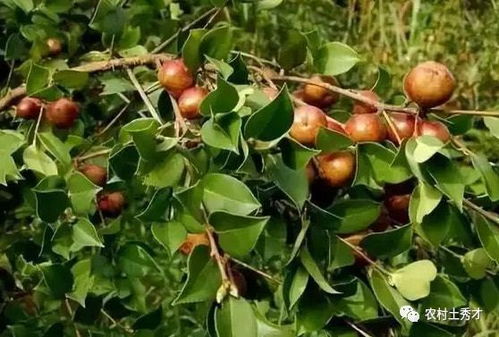 夏天油茶树移栽，真的嫩活吗？揭秘三伏天救苗绝招呃！