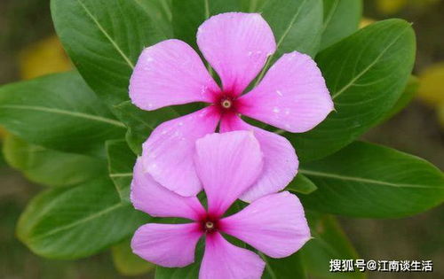长春花泡水喝的正确方法及营养价值有哪些