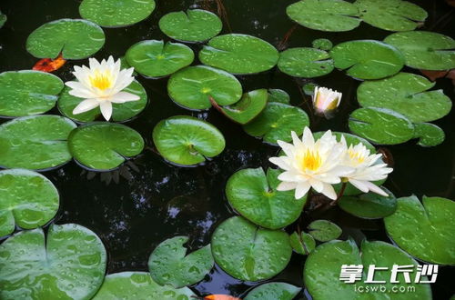 睡莲：绿盘子上的花朵