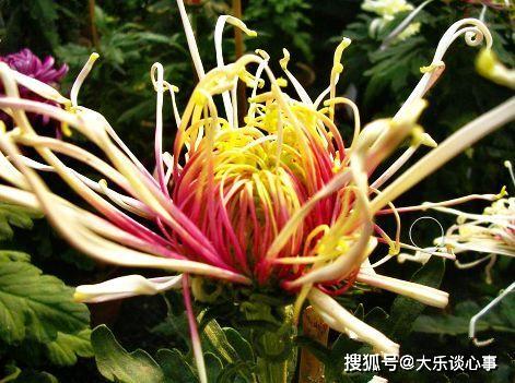 菊花品质高贵优雅，其文化内涵丰富