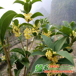 原生和嫁接的天香台阁有什么区别？哪种生长方式更优