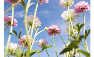 春天公园里的蓝色花谜团