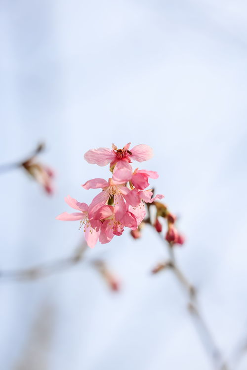樱花种子种植方法，如何让樱花在自家绽放
