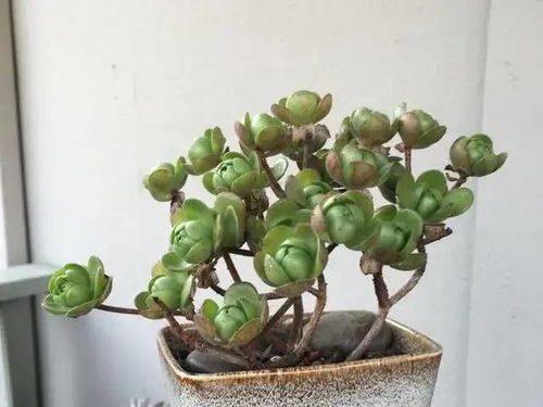 玫瑰老桩的选择：深盆还是浅盆？