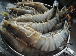 特大海虾和普通海虾价格差异大吗？一斤分别是多少？