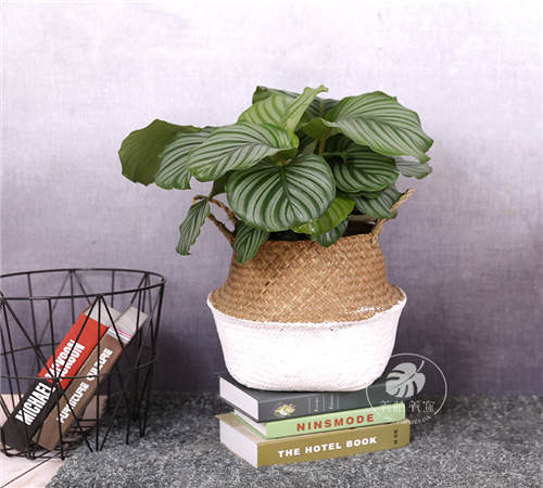 绿植长效管理关键指引，植物四季养护小窍门大揭秘！