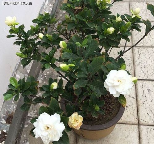 春末夏初是栀子花换盆最佳时期