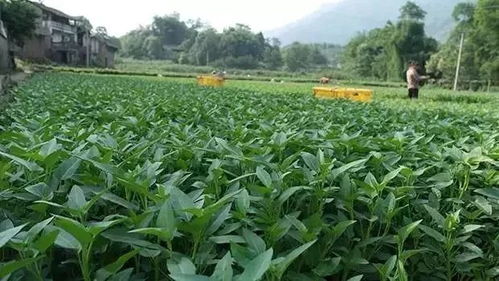 ：越冬蔬菜的坚守与美好