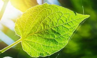 植物光合作用是什么？它如何让植物生长
