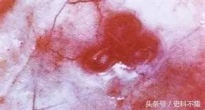 朱砂般红润，根茎为何得名