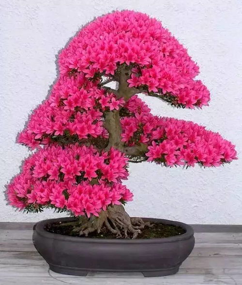 盆栽樱花根系受损，为何迟迟不开花
