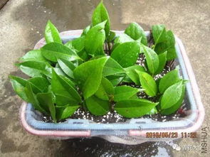 阳台种花，草本还是木本？揭秘对比实验，避开种植误区！