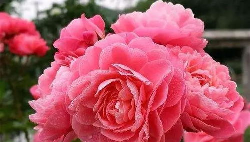 月季冬天怎么养护？注意这四点！