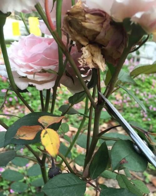 病害爆发，先剪后喷药