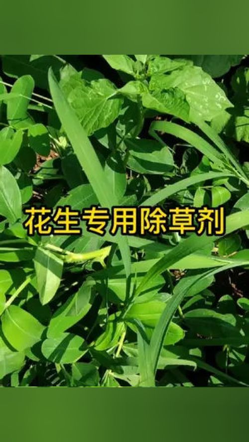 花生地使用花生双草除除草剂，对双草效果好吗？